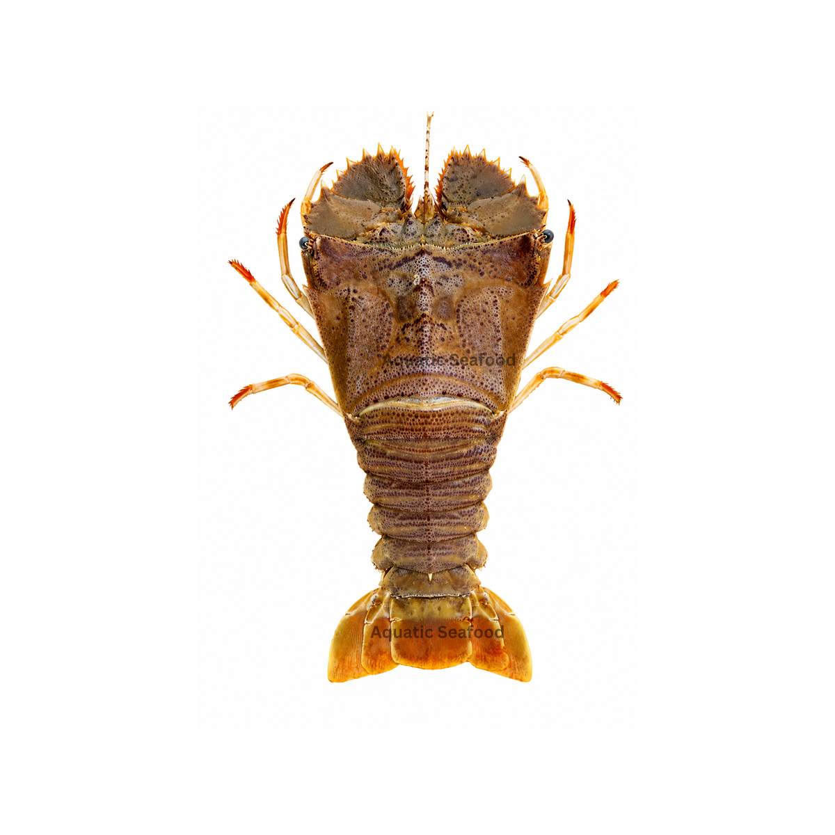 Flathead Lobster ( Kikka )