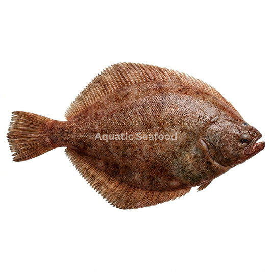 Lemon Sole ( Gol Sole )