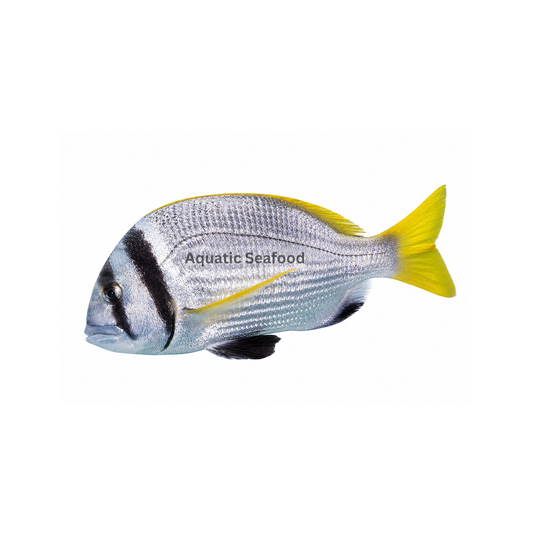 Bridled Bream ( Captain )