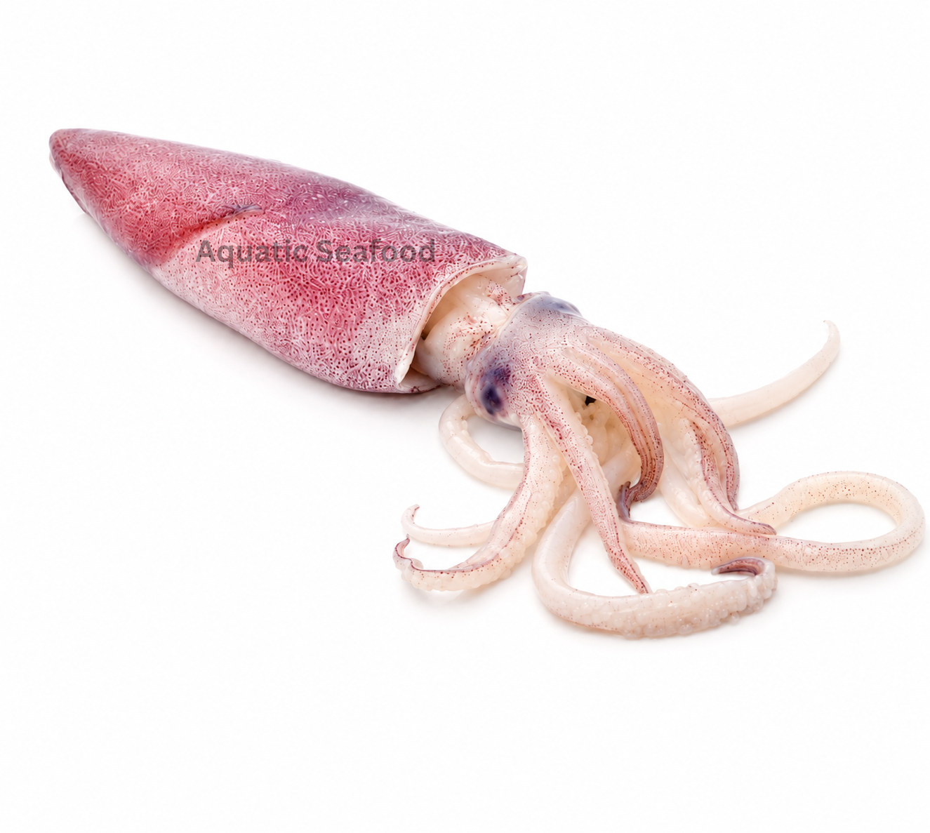 Squid ( Maiyya )