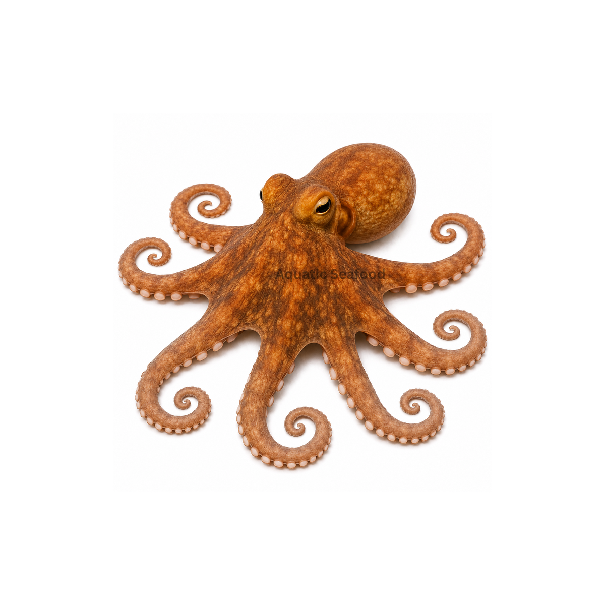 Octopus ( Pichangra )