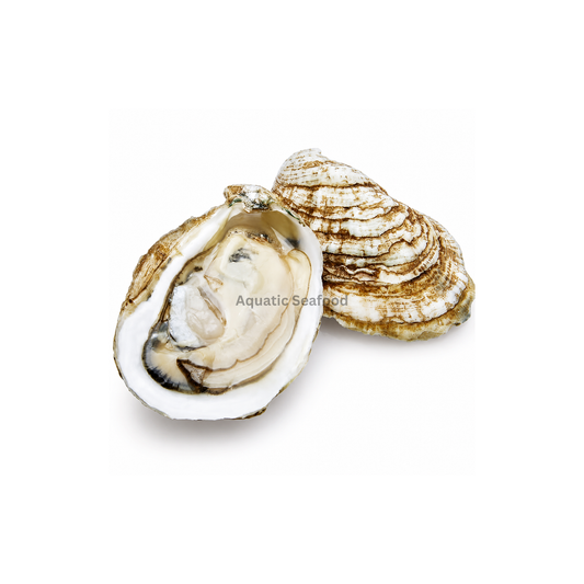 Oyster  ( Kadda )