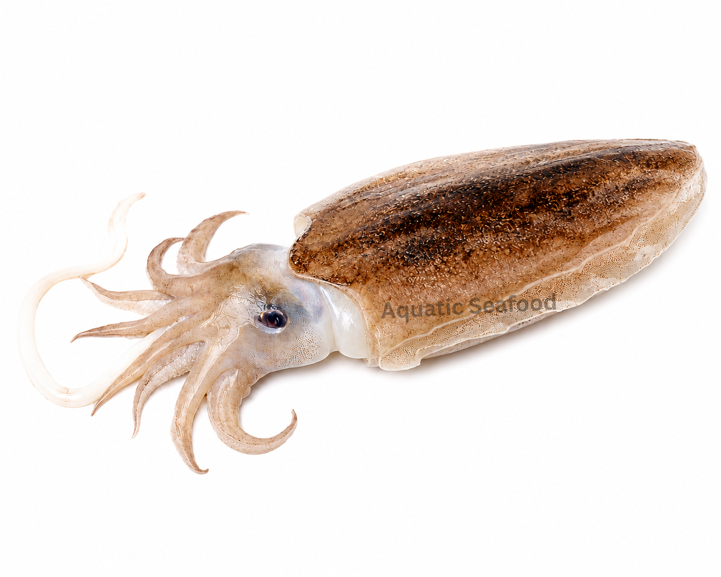 Cuttlefish ( Cuttle )