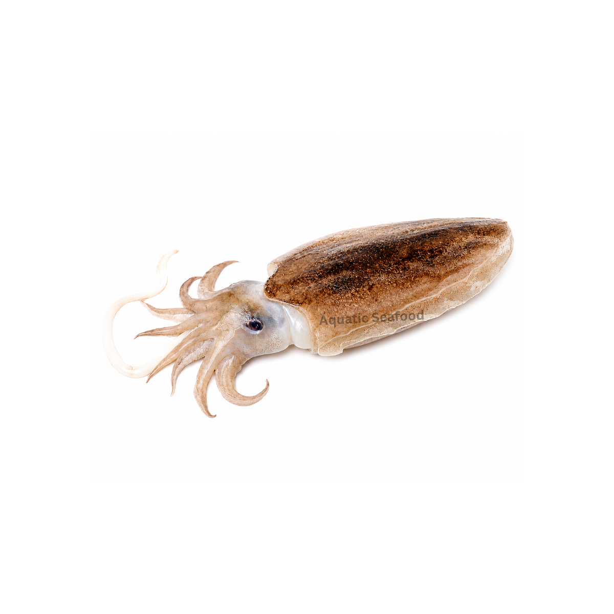 Cuttlefish ( Cuttle )