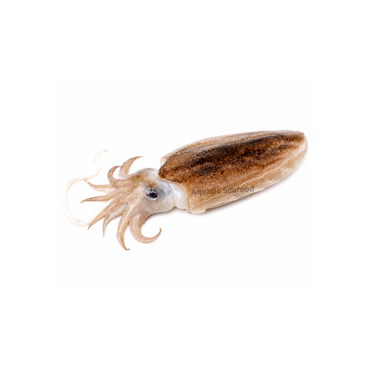 Cuttlefish ( Cuttle )