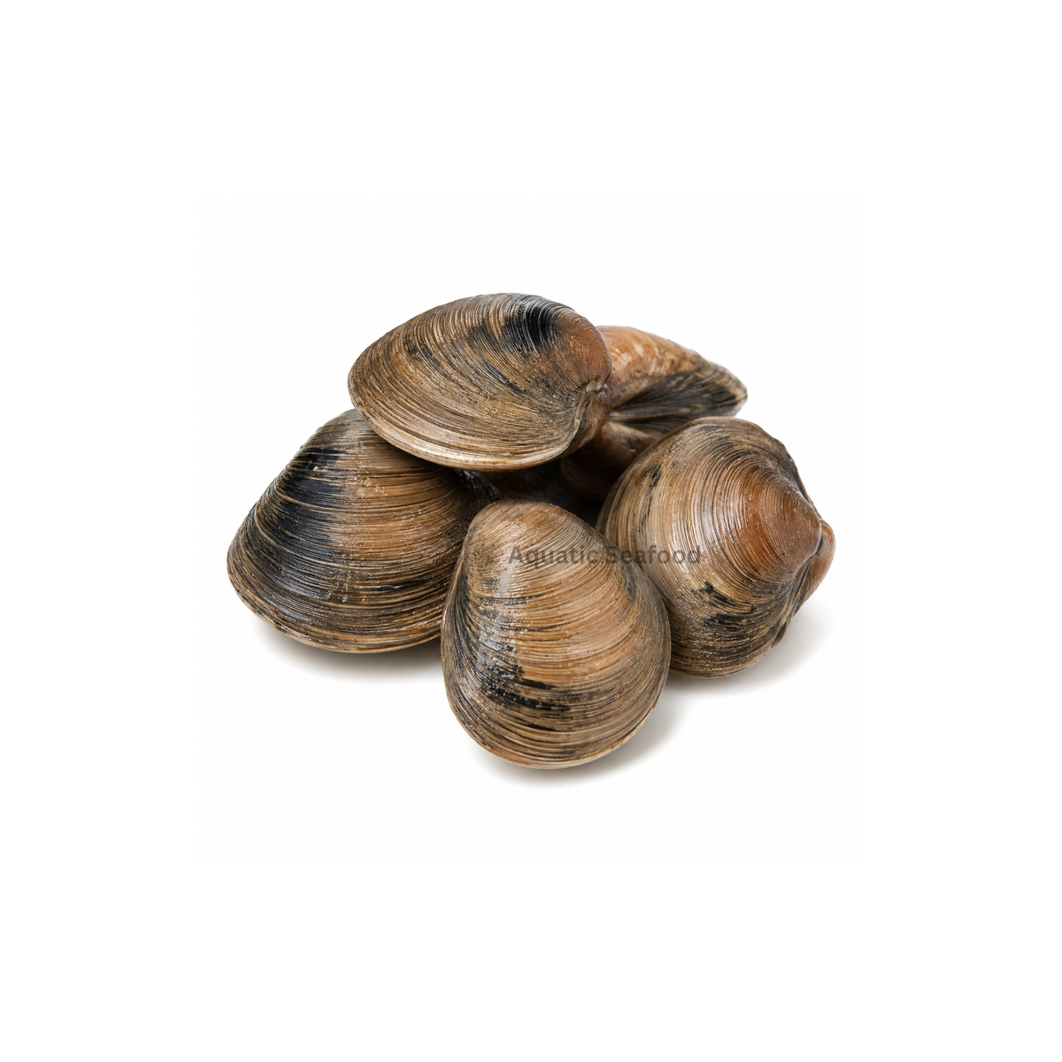 Surf Clams