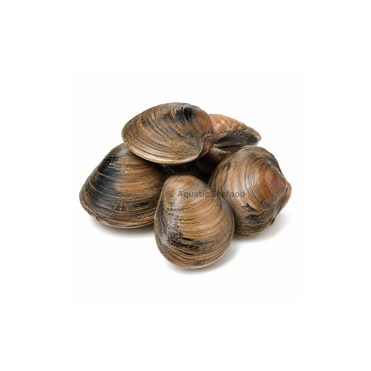 Surf Clams