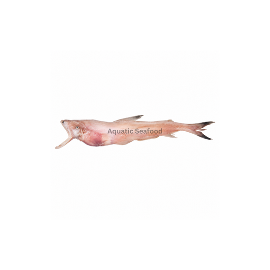 Bombay Duck ( Bombil )