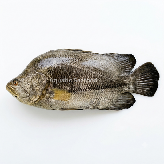 Tripletail ( Dai )