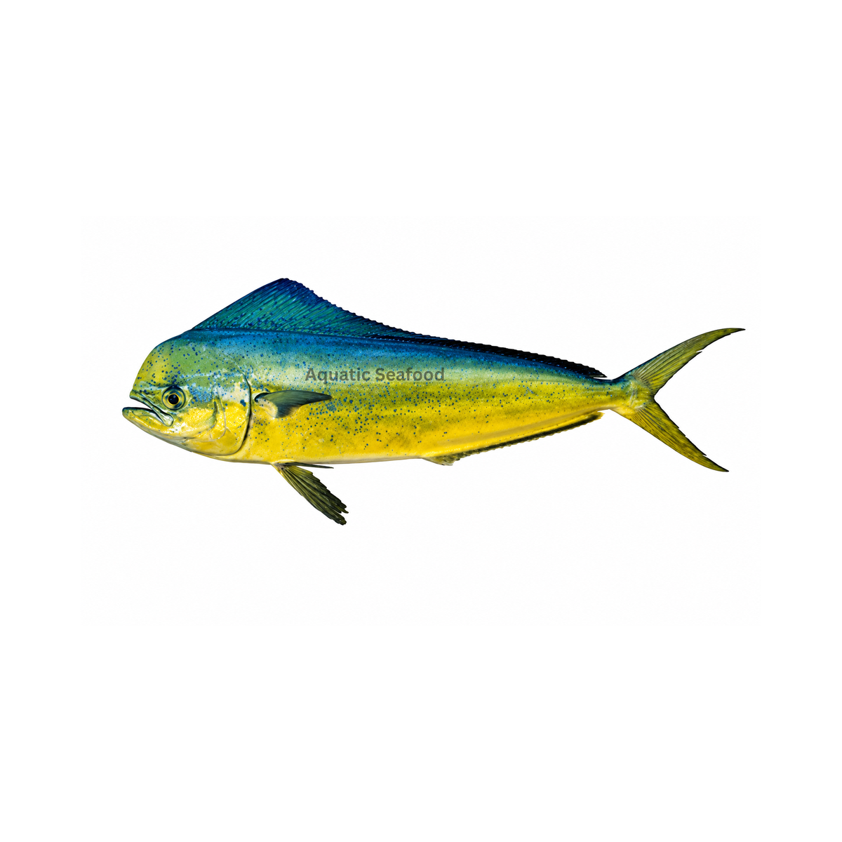 Mahi Mahi ( Amloshk )
