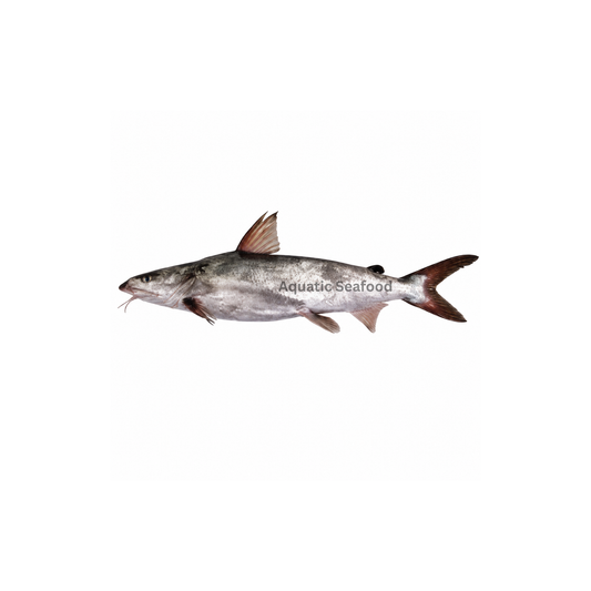 Catfish ( Khagga )