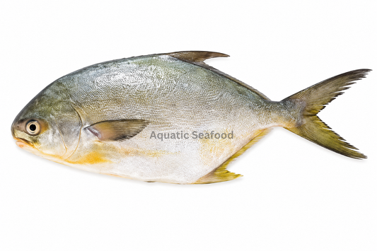 Pompano ( Sonaf )