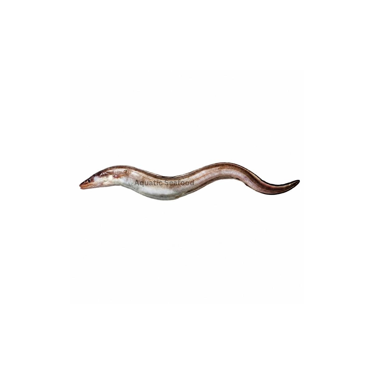 Conger Eel ( Baam )