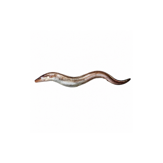 Conger Eel ( Baam )