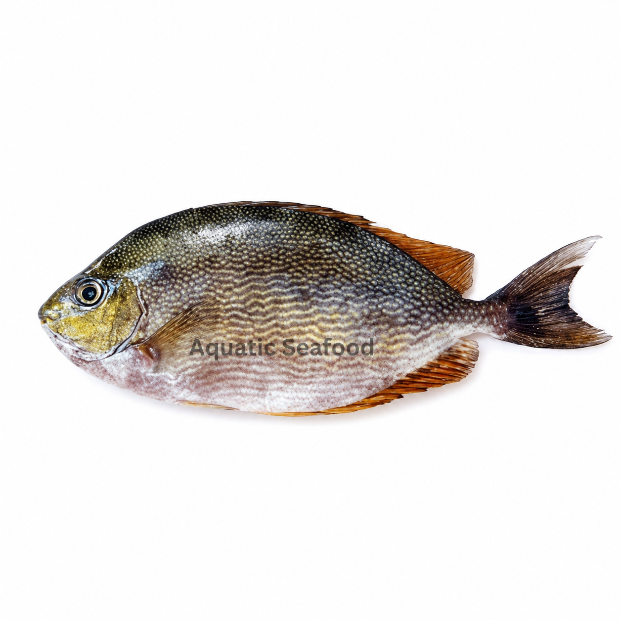 Rabbit Fish ( Safi )