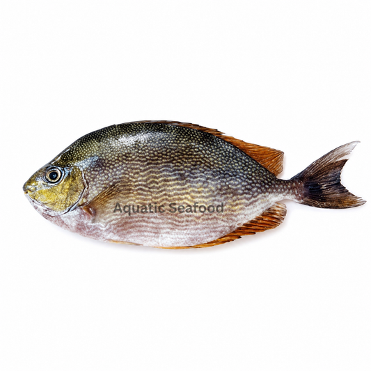 Rabbit Fish ( Safi )