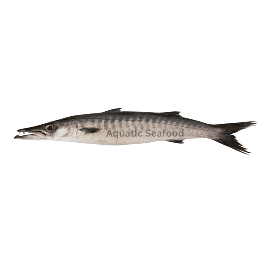 Black Barracuda ( Kala Kund )