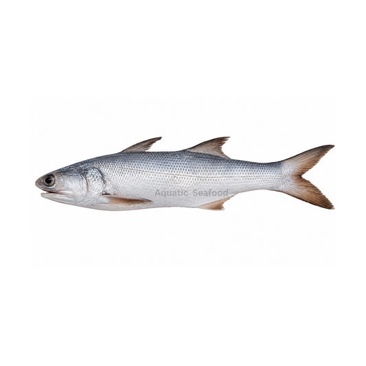 Indian Salmon ( Rawans )