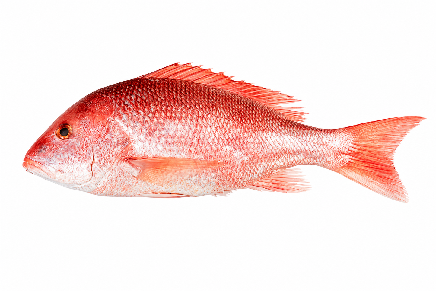 Lane Snapper ( Kanalcha )