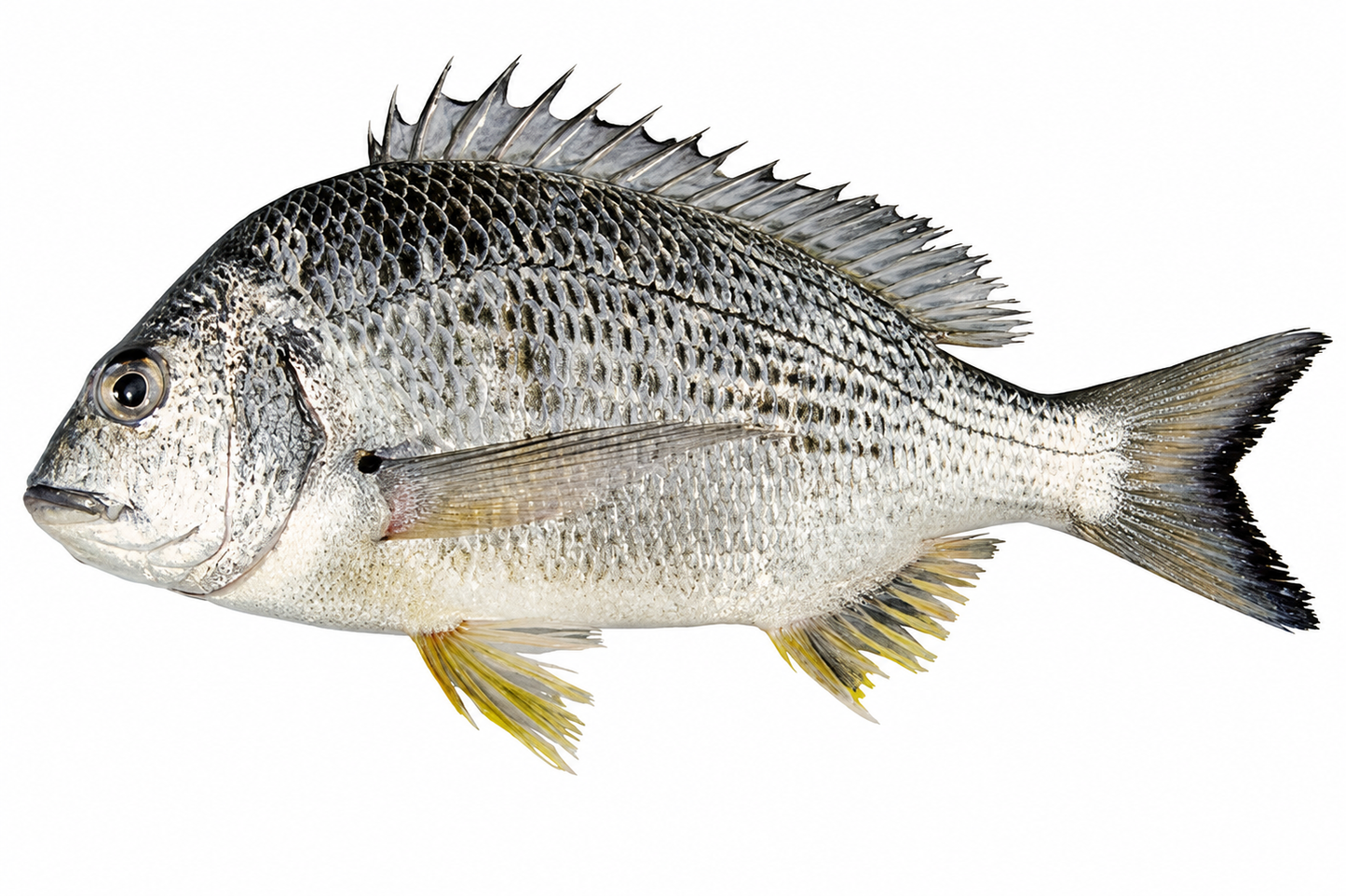 Goldsilk Seabream (Kaala Dandia)