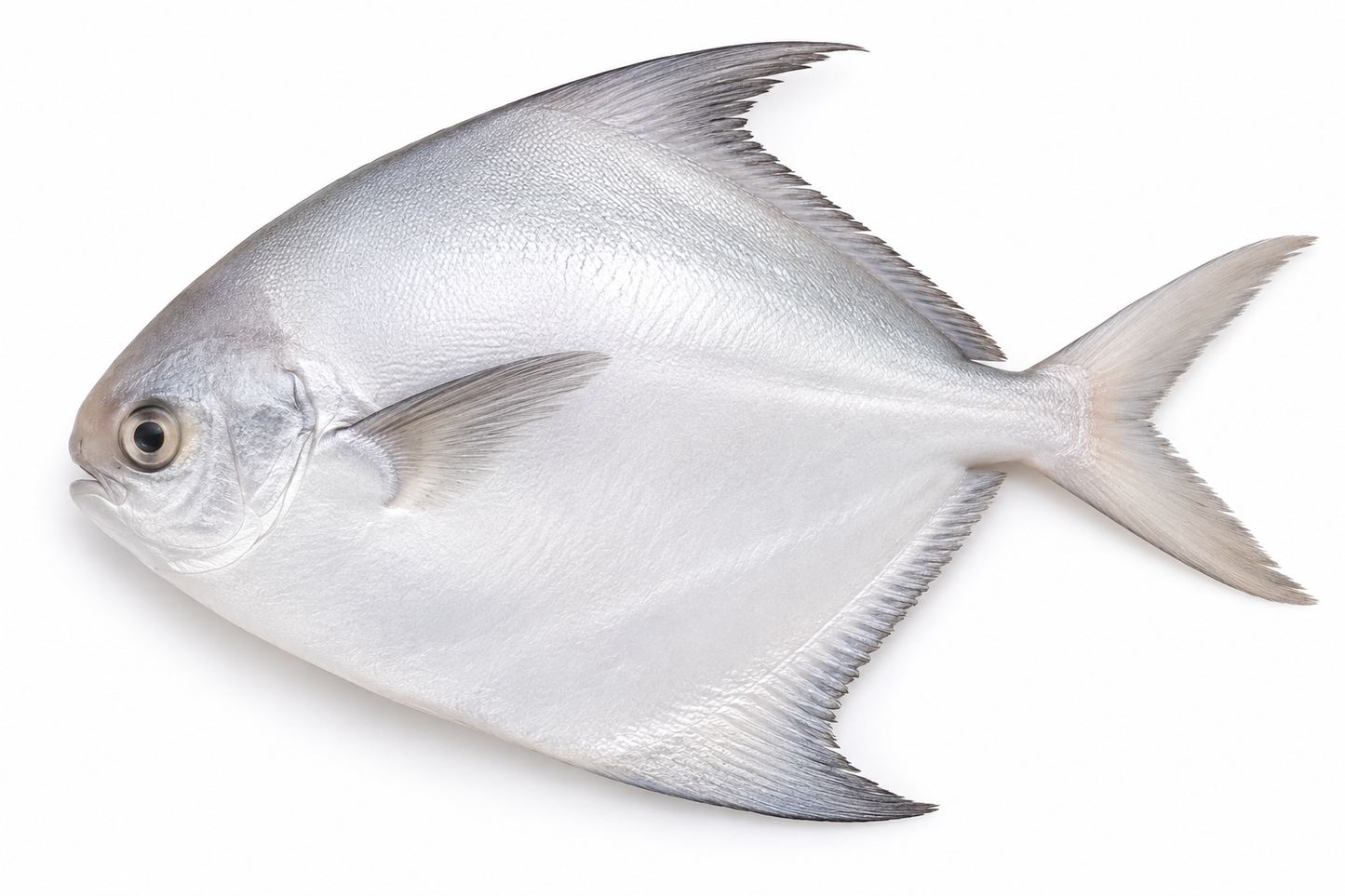White Pomfret ( Safaid Paplet )