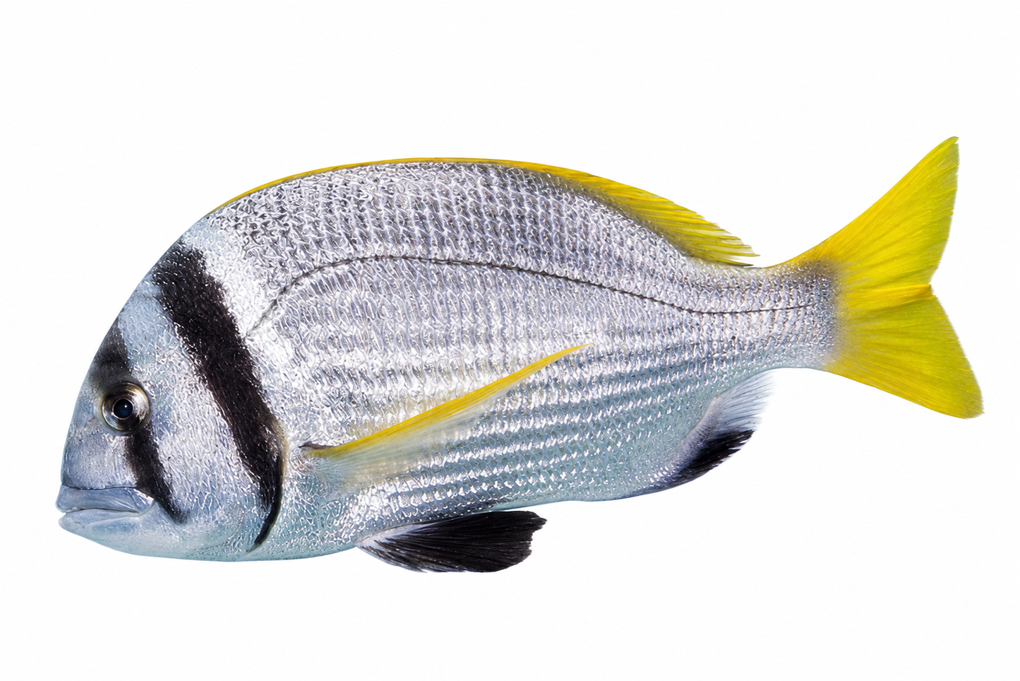 Bridled Bream ( Captain )