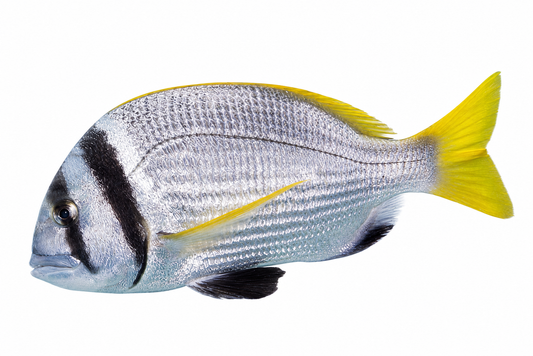 Bridled Bream ( Captain )