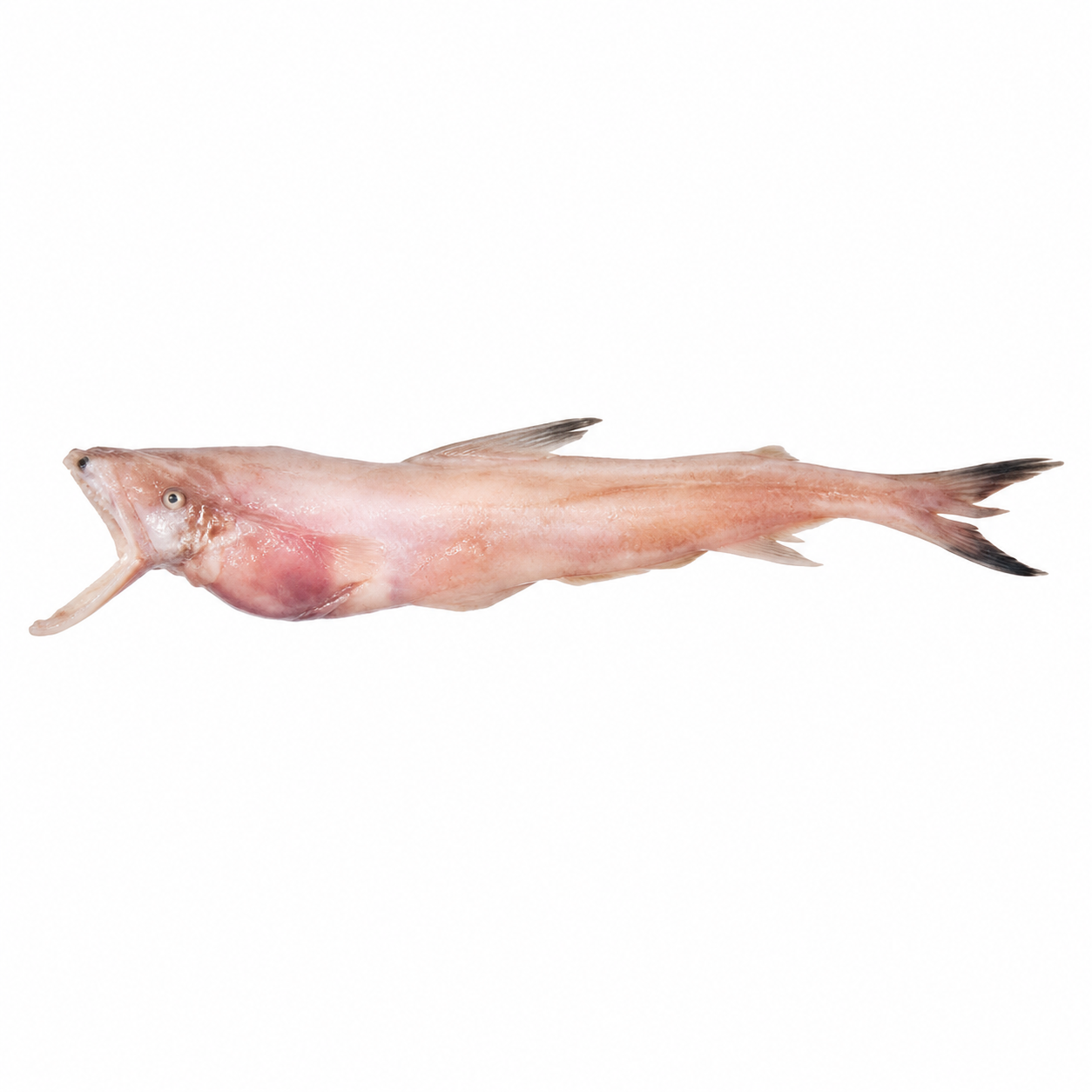 Bombay Duck ( Bombil )