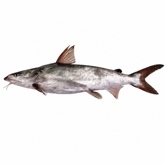 Catfish ( Khagga )