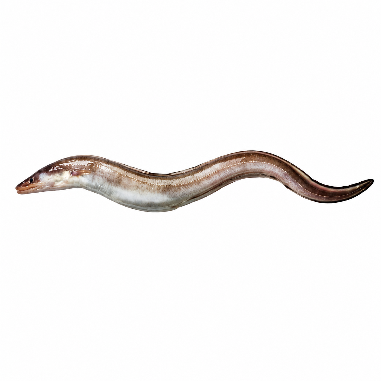 Conger Eel ( Baam )