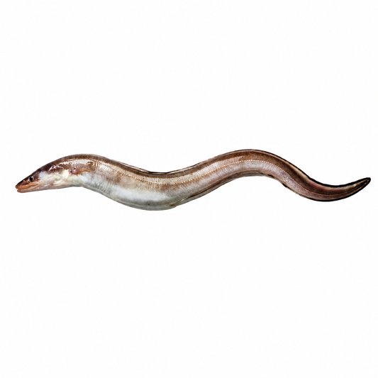 Conger Eel ( Baam )
