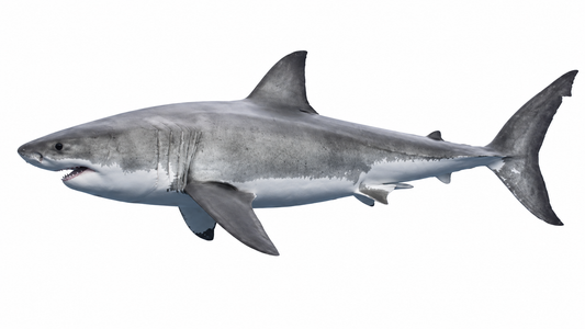 Shark ( Mangra )