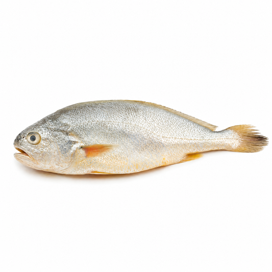 Croaker ( Mushka )