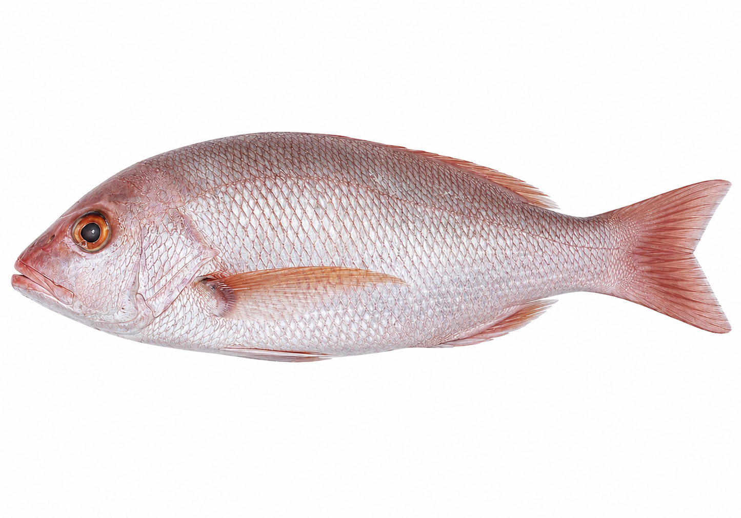 Crimson Jobfish ( Khopra )