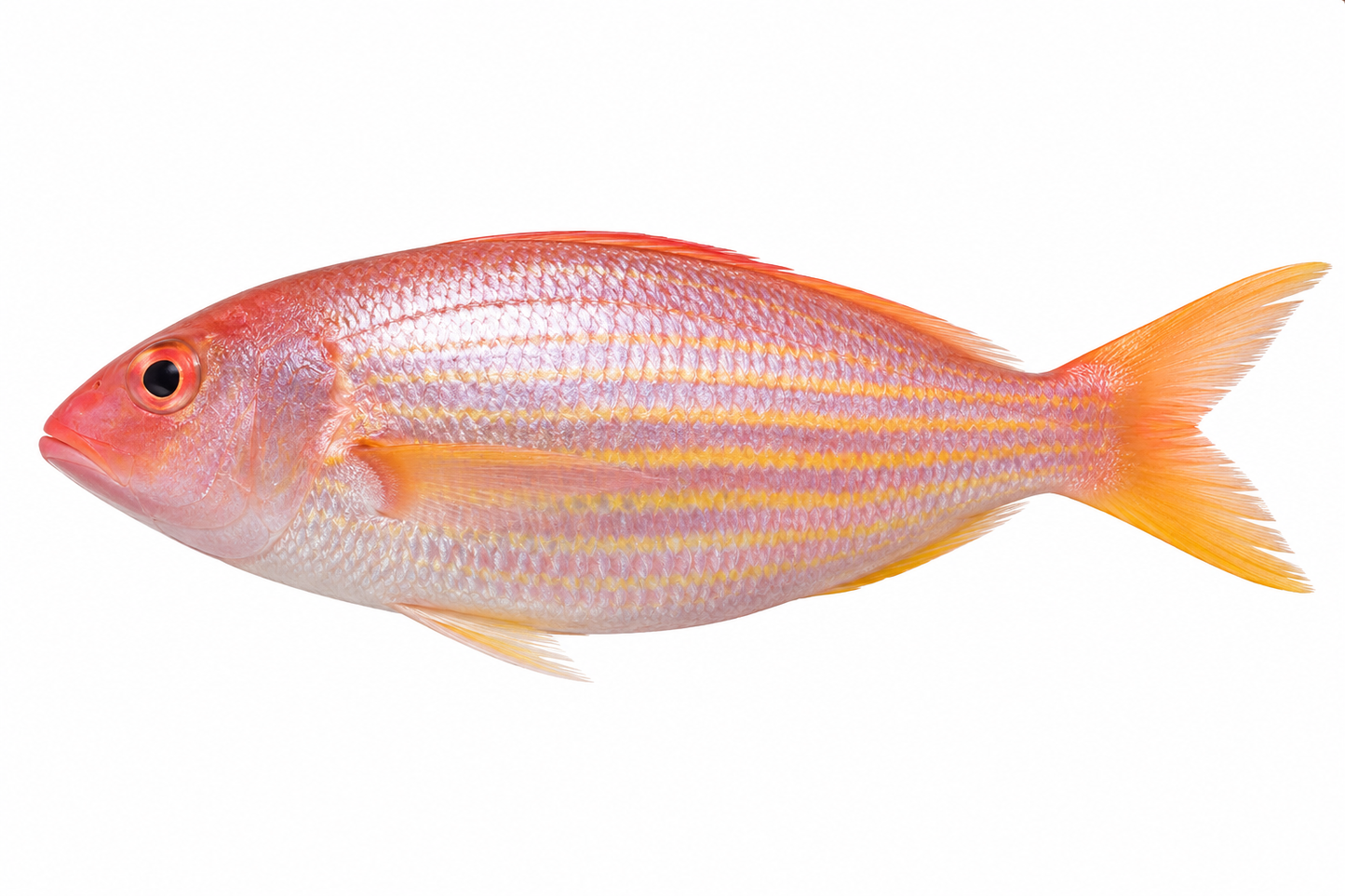Threadfin Bream ( Chakori )
