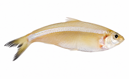 White Sardine ( Mithoo )