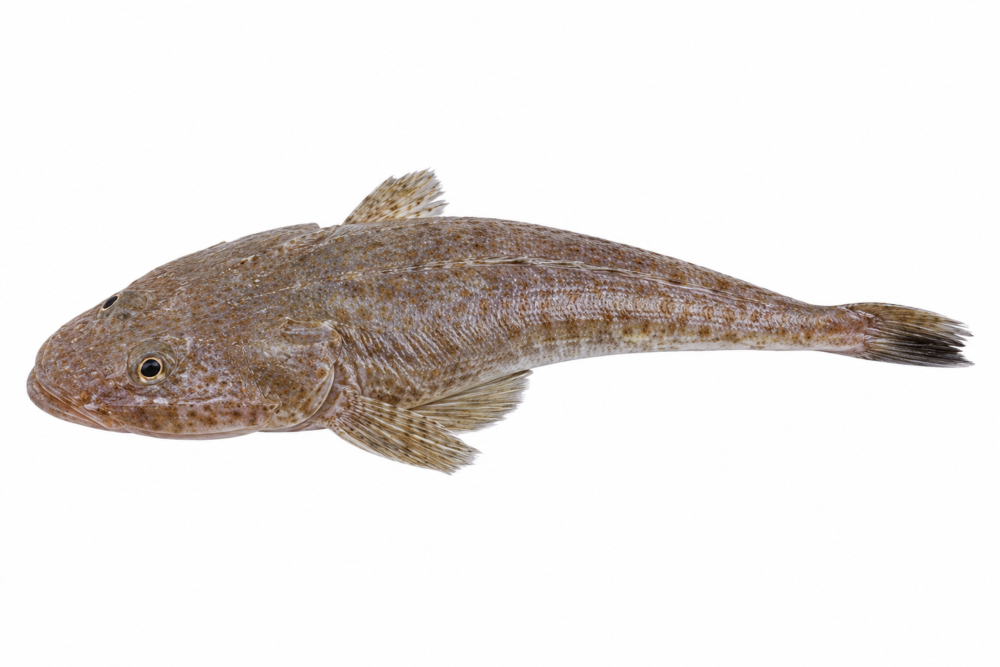 Flathead ( Kukkar )