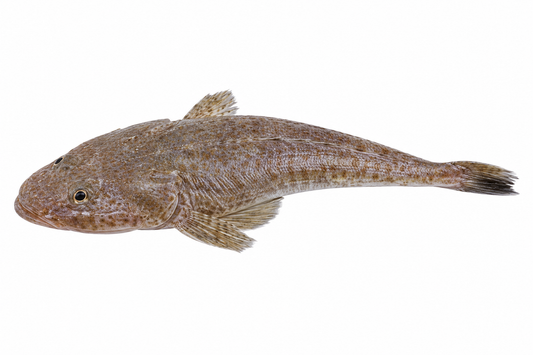 Flathead ( Kukkar )