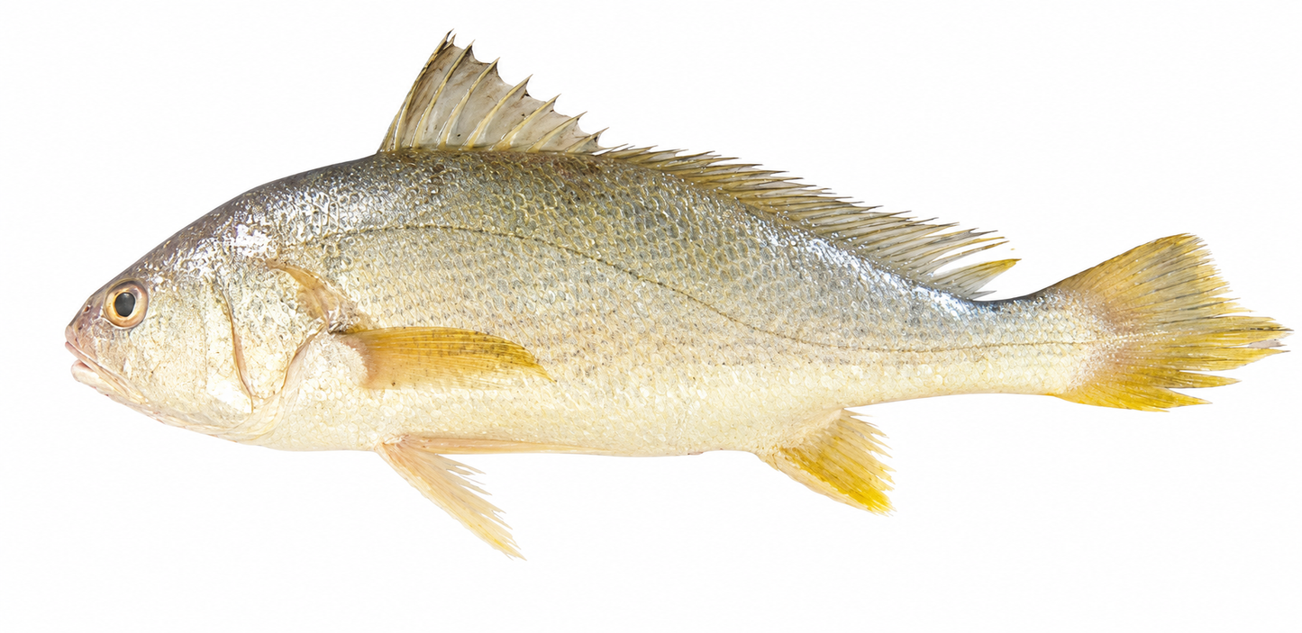 Bengal Corvina ( Goli Mushka )