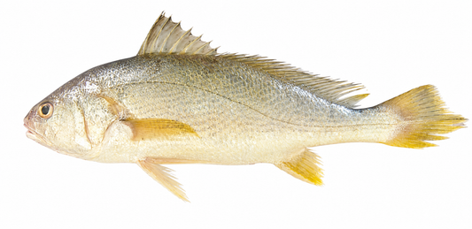 Bengal Corvina ( Goli Mushka )
