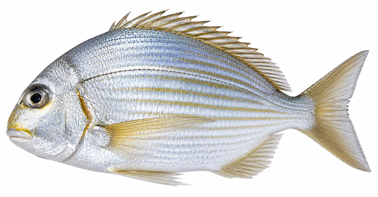 Goldlined Seabream (Kapartan)