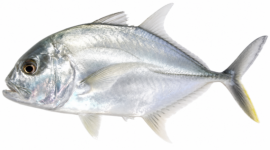 Giant Trevally ( Kakkar )