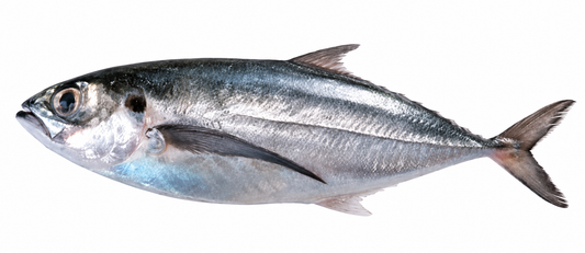 Horse Mackerel (Kawwa)