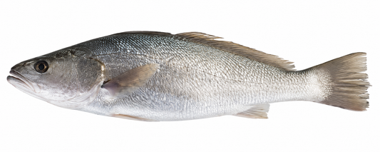 Japanese Meagre ( Sua )