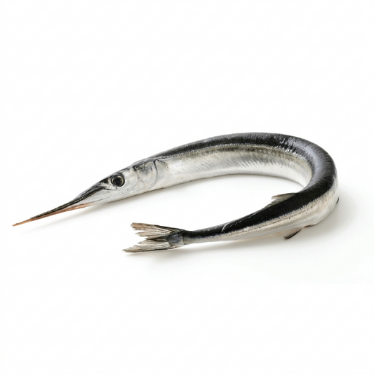 Needlefish ( Kanghi )