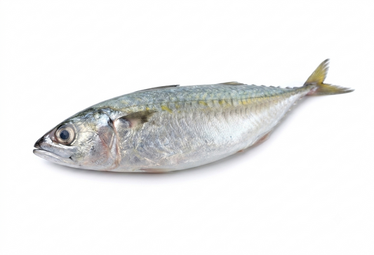 Indian Mackerel ( Bangda )