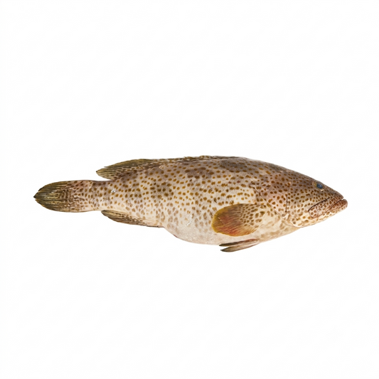 Hamour (Gissar)