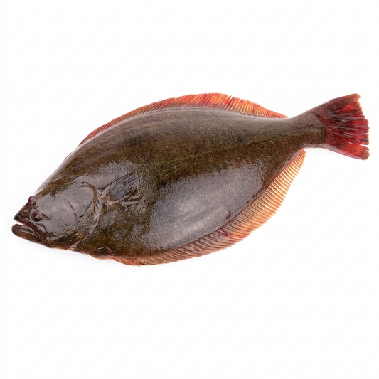 Halibut ( Hajjam )