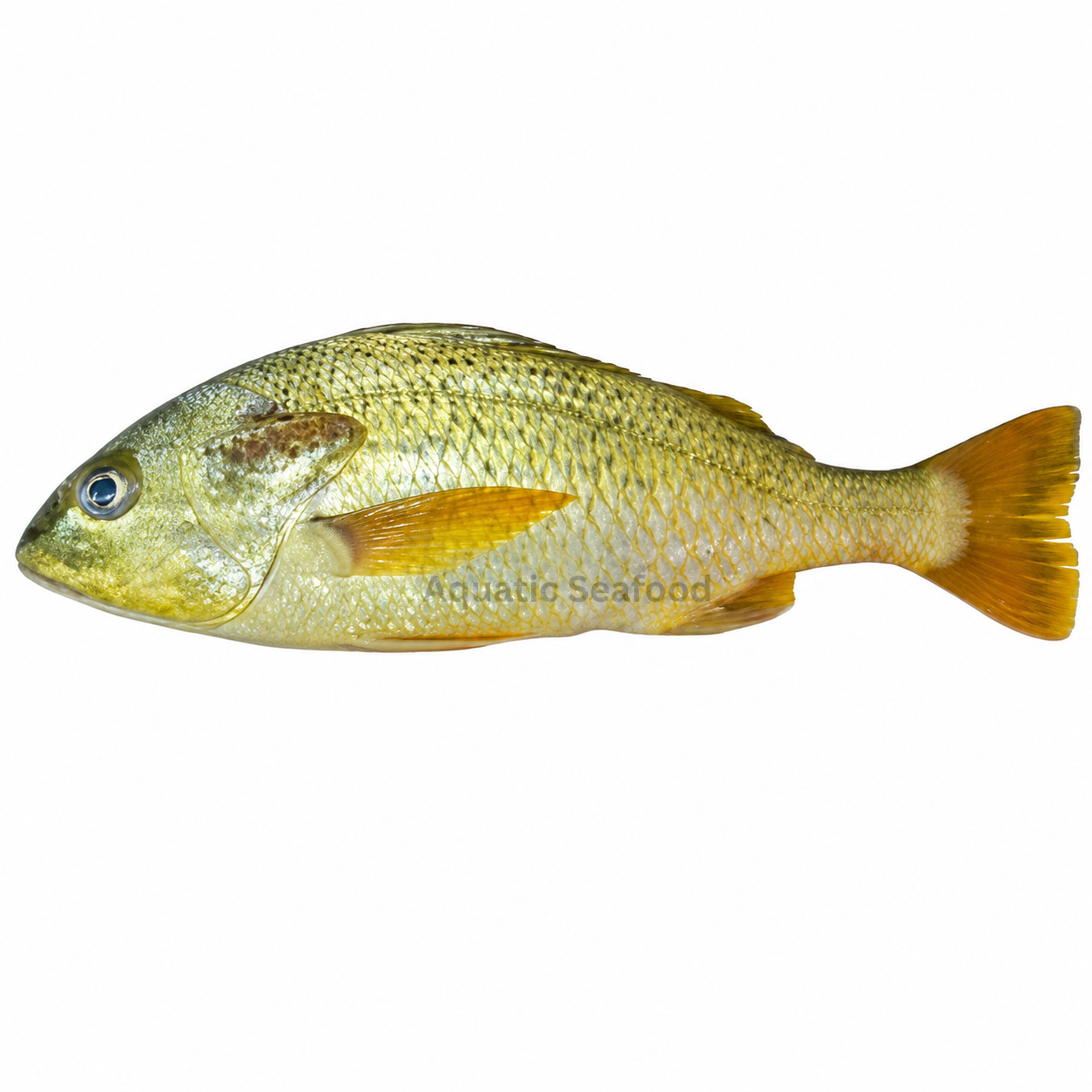 Javelin Grunter ( Dhotar )