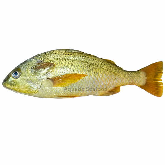 Javelin Grunter ( Dhotar )